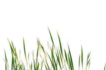 Fototapeta premium Wild grass leaves on white isolated background for green foliage backdrop 