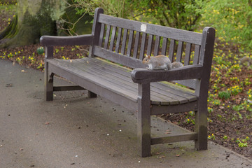 Grey Squirrel sitting on a park bench