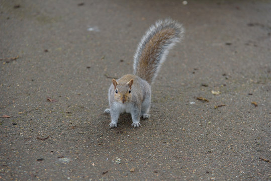 Grey Squirrel on the ground looking at the camera