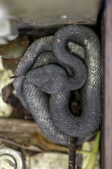 Small Mangrove Pit Viper, Trimeresurus purpureomaculatus, resting by the boardwalk railing.