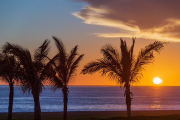 Fototapeta na wymiar Golden sunset with palm trees on a beach on the Pacific Ocean in Mexico.