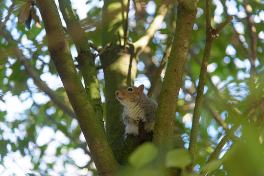 Grey Squirrel sitting in a tree and looking