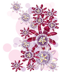 Beautiful passiflora with different tones of purple color