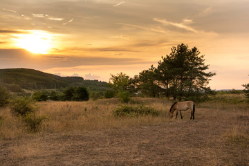 Fototapeta na wymiar Pferde Sonnenuntergang
