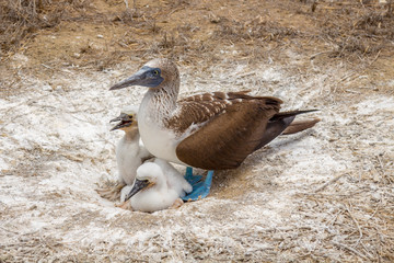 Blue-footed booby, mother and sons