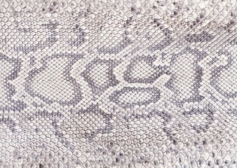 Reptile skin texture