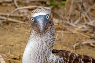 Blue-footed booby surprising face