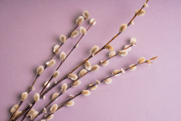 sprig of willow on a gray wooden background © Виктор Кеталь