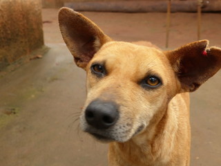Straßenhund Porträt