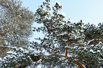 Crown of tall pine covered with snow in the cold winter in a coniferous forest.