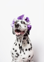 Happy dalmatian with violet floral crown. Eustoma flower wreath. Portrait of dog on white background.