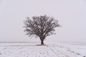 Big Lone Oak