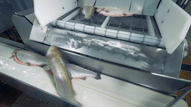 Embowelled fish falling onto a conveyor, close up.