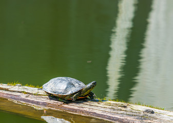 Obraz premium Turtle basking in the pond