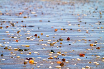 Shells and rocks by the beach
