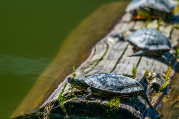 Turtle on the end of the log