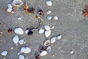 Shells and rocks by the beach