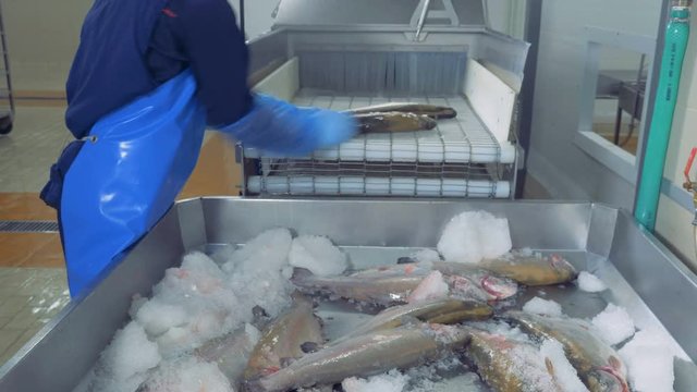 A worker places fresh fish on a conveyor, close up.