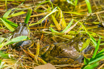 Two frogs in marsh