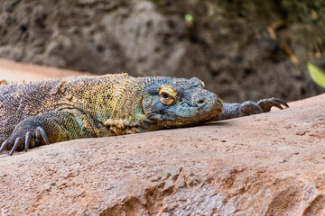 Komodo dragon resting on some rocks