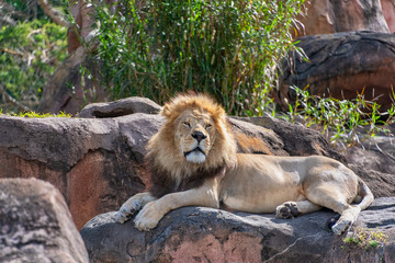 Male lion resting on rocks