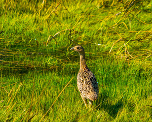 Female Pheasant in the grass
