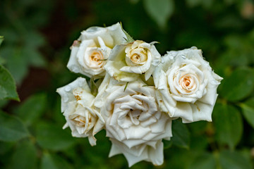Several White Roses