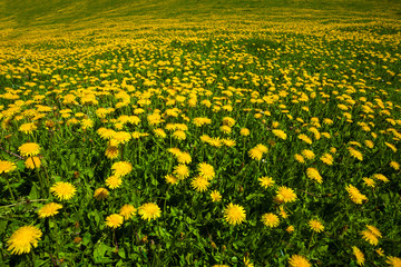 Fototapeta premium Beautiful spring landscape, dandellion field