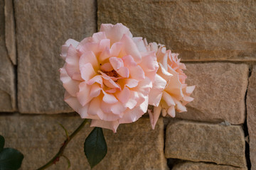 Peach Rose Against Stone Wall