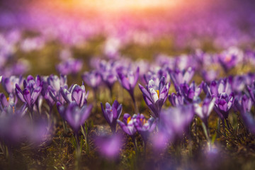 Fototapeta premium Crocus field close-up with beautiful light