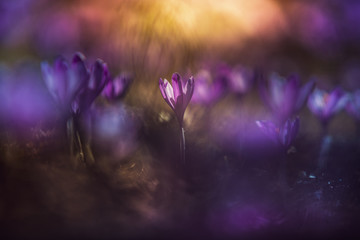 Crocus field close-up with beautiful light