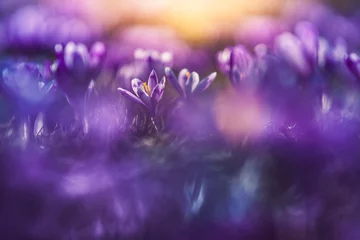 Printed roller blinds pruning Crocus field close-up with beautiful light