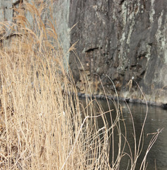 겨울 냇가에 갈대