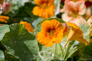 Blooming Orange Nasturtium