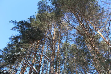 Trees snowy winter on a cold, Sunny day.