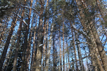 Fototapeta premium Trees snowy winter on a cold, Sunny day.