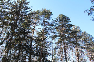 Trees snowy winter on a cold, Sunny day.