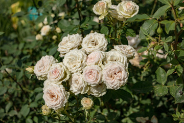 Obraz na płótnie Canvas White and Pink Roses