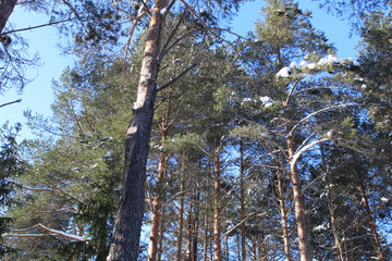 Fototapeta premium Trees snowy winter on a cold, Sunny day.
