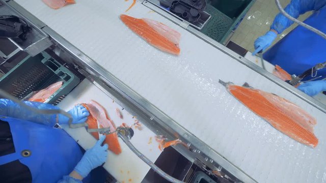 People cutting fish fillet at a factory, top view.