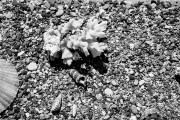 Beach summer background – seashells and sea stars and coralls on the sea pebbles, copy space for text