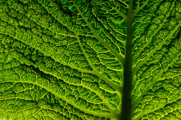 Macro image of a Wirsing in green with strong structure