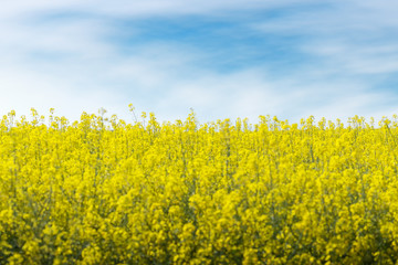 photo canola field / bright hot summer day landscape in nature