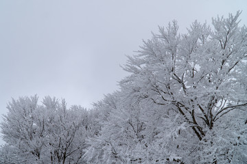 蔵王の樹氷と冬景色