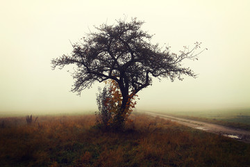 Autumnal foggy day, solitary tree on a meadow, nature landscape