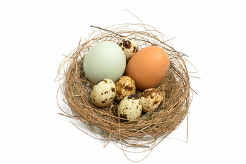 eggs, isolated, background, white
