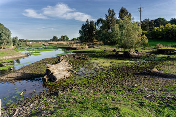 Trunk of fallen high dried tree without leaves and bark on the bank of a narrow river in summer time.