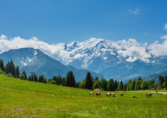 Fototapeta na wymiar Herd cows on glade and Mont Blanc mountain massif