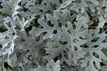 Dusty Miller, Natural floral Cineraria background with details.