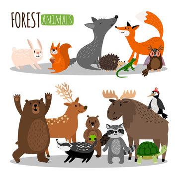 Cute forest animals vector collection isolated on white background. Illustration of forest animal, character wild bear and raccoon